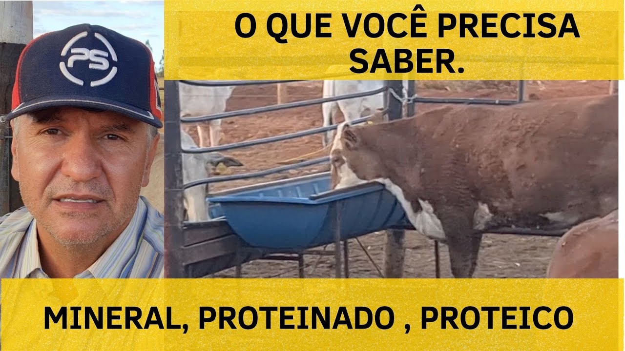 IMPORTÂNCIA DE MEDIR O CONSUMO DE MINERAL CONSUMIDO PELO GADO