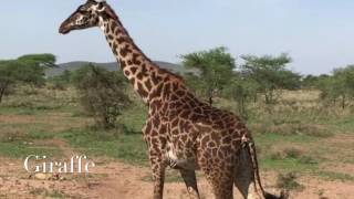 Kenneth Rankins - Tanzania African Safari Experience - October 2016