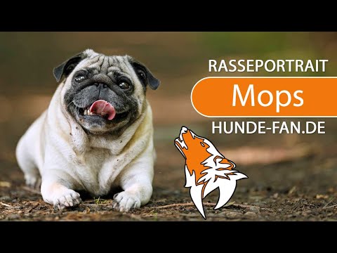 ► Mops [2019] Rasse, Aussehen & Charakter