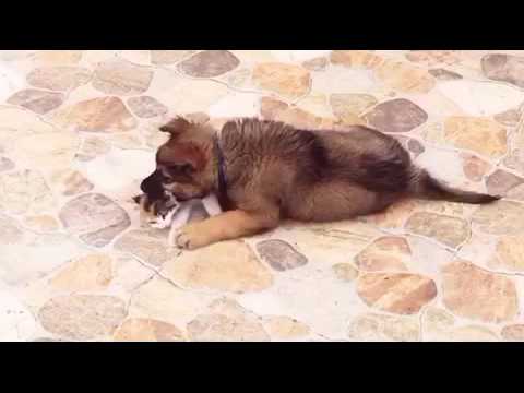 German Shepherd Puppy. Kuzya playing with kitten))