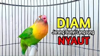 Download lagu Lovebird Ngekek Panjang MANTAB Buat Pancingan, Lovebird DIAM JARANG BUNYI Langsung NYAUT mp3 Download lagu Lovebird Ngekek Panjang MANTAB Buat Pancingan, Lovebird DIAM JARANG BUNYI Langsung NYAUT mp3