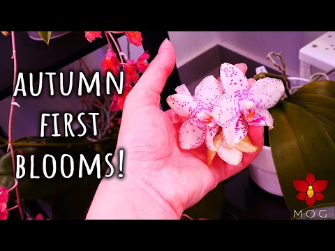 What's in Bloom in the Orchid Room - September 2025