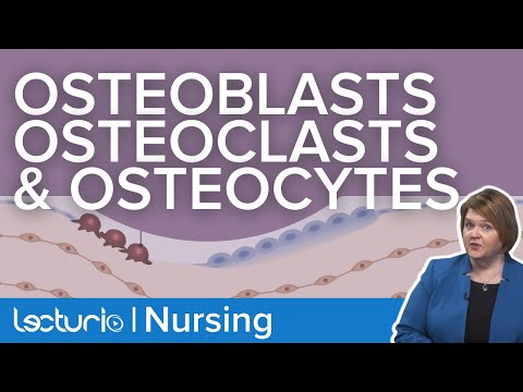 Osteoblasts, Osteoclasts, and Osteocytes | What Do They Do? | Gerontology Nursing