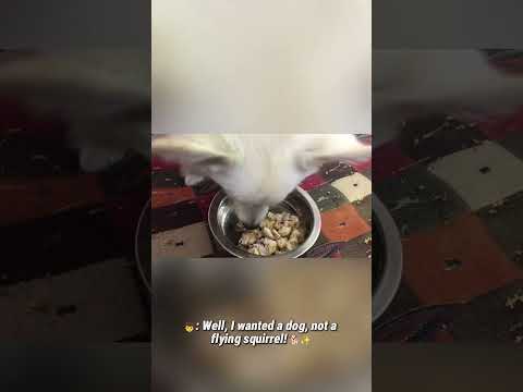 Victor Dog Food 🐕 Premium Quality 🍖