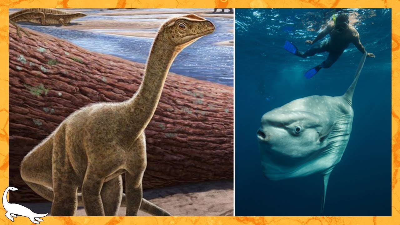 PRIMEIRO DINOSSAURO da ÁFRICA? MAIOR PEIXE do MUNDO?