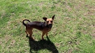 Introducing Rhubarb (Featuring Bubbles)