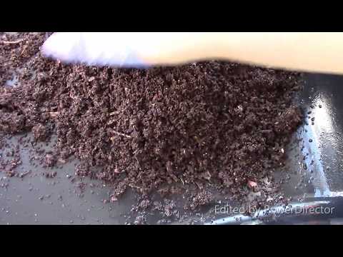 European Nightcrawlers:  Worms in Trouble - Harvest and Fresh Bedding.