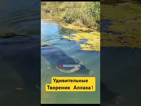 Мудрость Аллаха в Каждом Создании! #shotrs