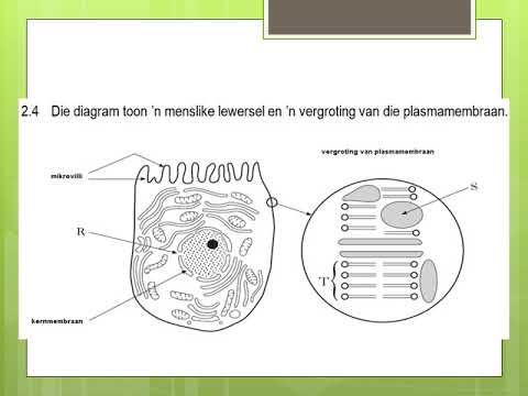 LEWENSWETENSKAP GRAAD 10: 25 Mei 2020 - periode 7 (25107)