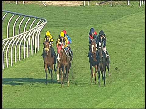 Galoppo 16/11/2016 - 2ª corsa