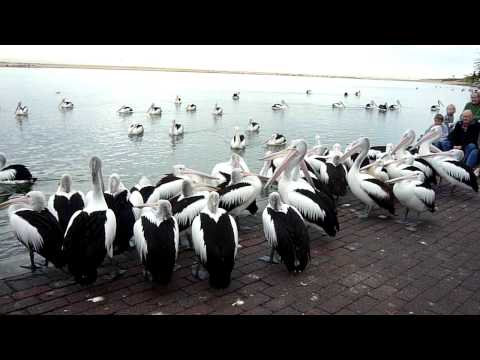 Pelicans