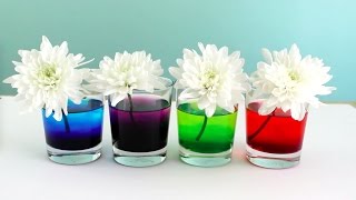 Como Teñir Flores Naturales con Colorante de Comida | Experimento con los Niños!