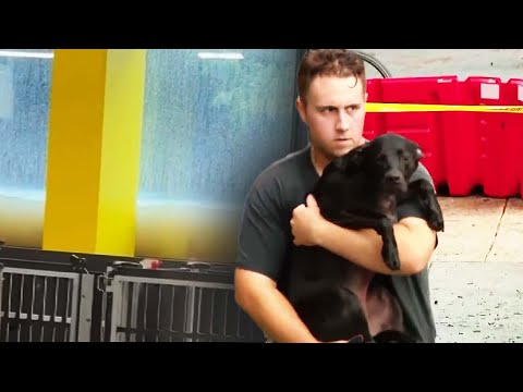 Flash Floods Kill 10 Pets Inside Doggie Day Care Center