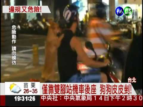 玩寵物的命! 狗狗站機車沒防護