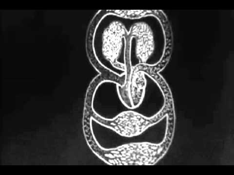 Amoria - In Spirals