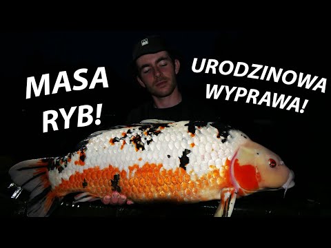 KARPIE KOI! ŻYCIÓWKI! JESIOTRY! URODZINY NA ŁOWISKU OLEŚNIKOWA DOLINA! GOŚCINNIE: BER GAR!