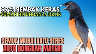 Download lagu PANCINGAN murai Batu FIGHTER BONGKAR ISIAN MEWAH !! Jadikan semua murai malas bunyi AUTO BUNYI mp3