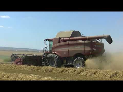 Harvest of wheat with Massey Ferguson New Holland Claas a Case