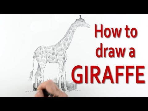 How to Draw a Giraffe