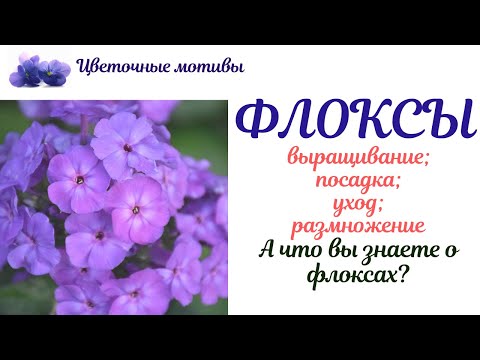 Флоксы: посадка и уход, выращивание, размножение. Уход в открытом грунте