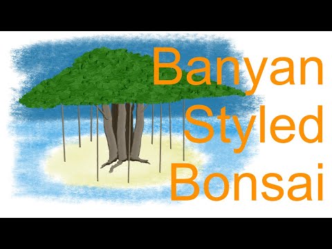 Banyan Styled Bonsai from Ficus Benjamina Clump Planting