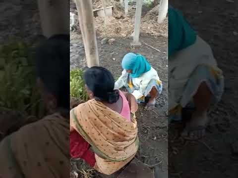 Citronella Fragrance Oil