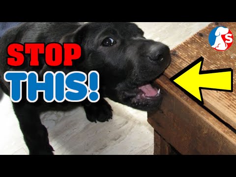 YouTube video about: What can I spray on dog bed to stop chewing?