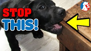 How to stop my dog from chewing things - simple solutions