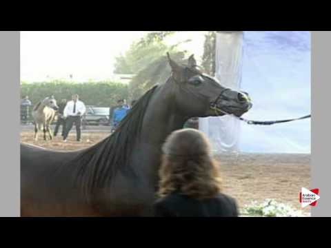 N.220 D ELYAS - Ajman 2016 - Colts 3 years old (Class 9)