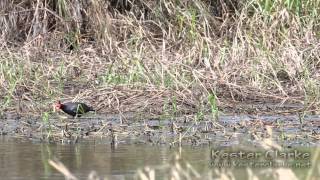 preview picture of video 'Common Gallinule, Enmore, Guyana'