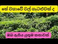 තේ වගාවේ වල් පාලනය ප්‍රශ්නයක් ද Easy Way Of Weed
