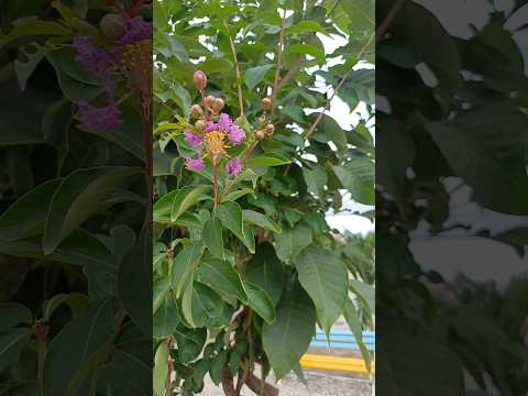 ESSA PRAÇA HOJE ESTÁ MUITO LINDA DE OCARA CEARÁ #sitio #roça #naturezasurpreendente
