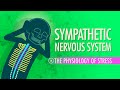 Sympathetic Nervous System: Crash Course Anatomy & Physiology #14