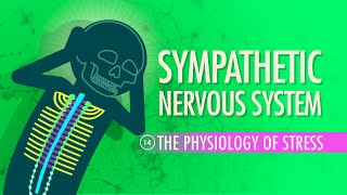 Sympathetic Nervous System: Crash Course A&P #14