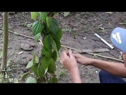 Semua tentang lari yang benar untuk menurunkan berat badan Vitamin C untuk melangsingkan tubuh