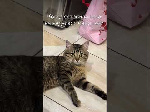 Не оставляйте котов у Бабушек #cat #cute #веселыекоты #прикольныекоты #видосыоткота #красиваякошка