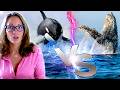 Why Do Humpback Whales Save Other Animals From Orcas