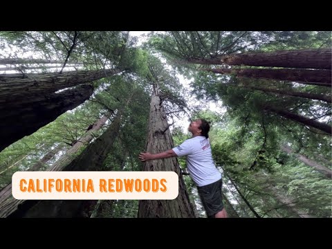 The Best RV Living Experience: Jedediah Smith Redwoods Park |S1 Ep12|