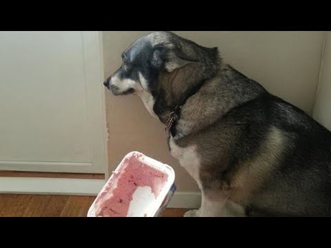 Vidéos drôles de chiens 2024, vous allez rire toute la journée 🤣 meilleures vidéos d'animaux les plus drôles.