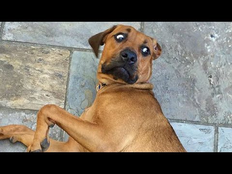 Ultimate Funniest Animals 2024 😅 It's Hard Not to Laugh