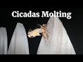 Why do Cicadas Shed Their Skin?