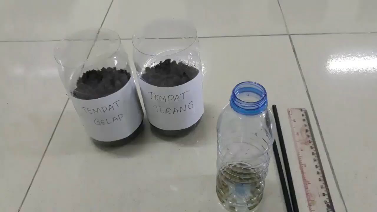 Percobaan 1. PENGARUH CAHAYA MATAHARI TERHADAP PERTUMBUHAN BIJI KACANG HIJAU ( Vigna radiata)