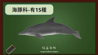 [音樂] 大支 - 臺灣鯨讚