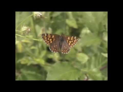 Duke of Burgundy Hamearis lucina