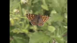 Duke of Burgundy Hamearis lucina