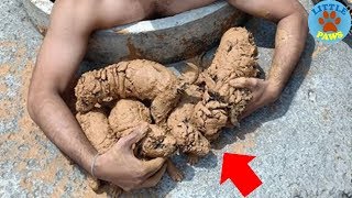 Rescue Five Moving Mud Balls In a Well - What Happened Next Is Astounding