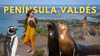 PENINSULA VALDES Travel Guide: Argentina’s Best WILDLIFE Destination?