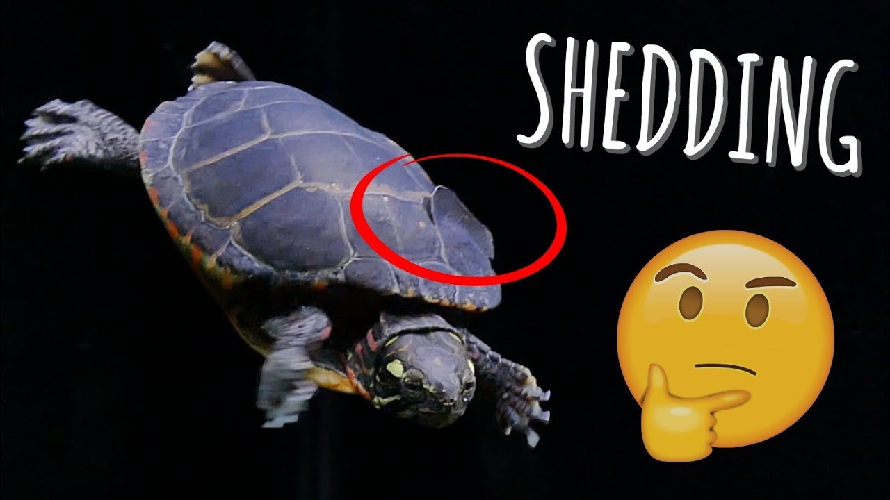 Turtle Shell Peeling? What to do during shedding! | Turtle 101
