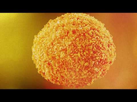 Hardcore Bitterbal showen 2/3