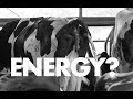 Cow Poop For Energy 2011